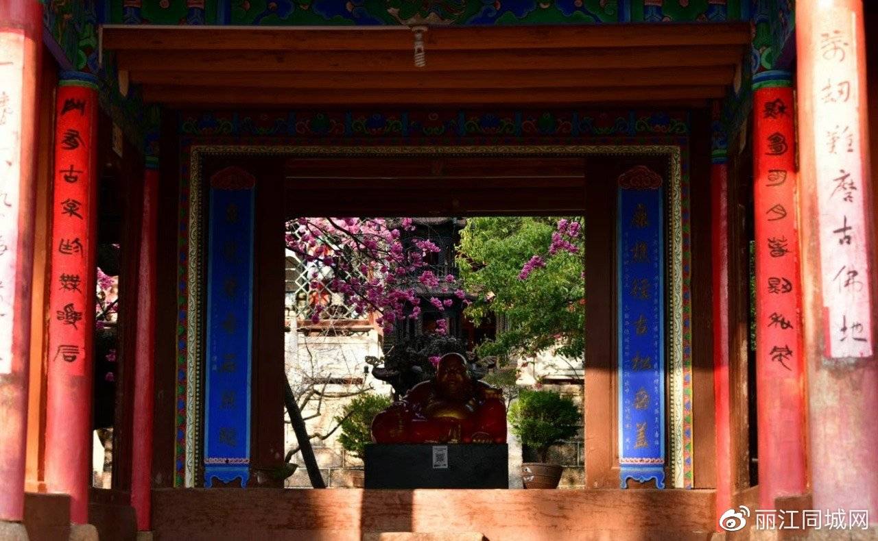 丽江普济寺樱花古树竞相开放 游人纷至沓来_寺庙_游客_感觉