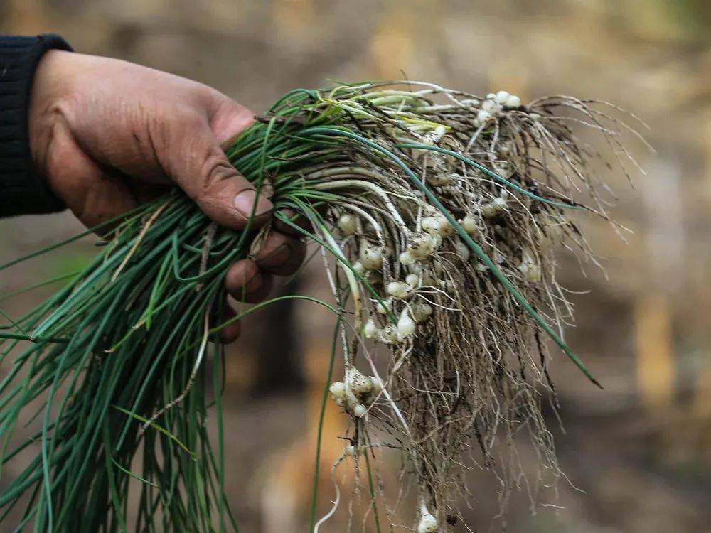 薤白在我国有着十分悠久的食用历史,早在战国时期的《尔雅》当中就有