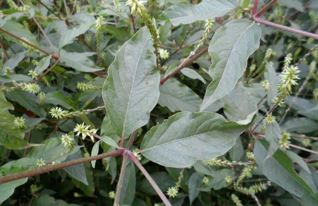 农村这野草,见到记得连根挖,用来煲汤很厉害,补益肝肾又强筋骨