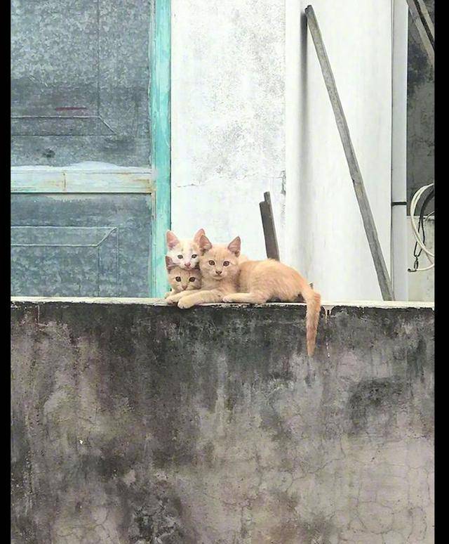 网友每次到阳台上晒衣服,都被对面猫咪监视着,猫:单身狗来了!