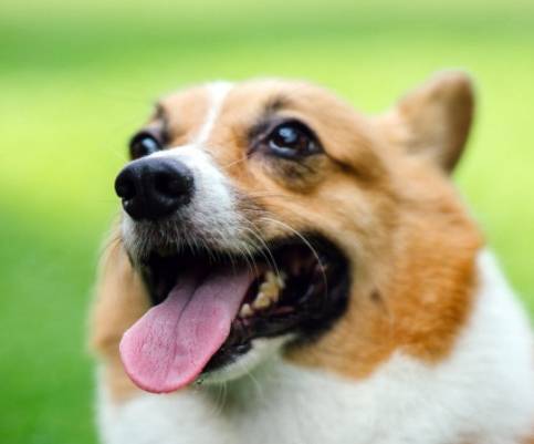 特征“小短腿”柯基外形有哪些特征？挑选柯基犬要考虑哪些问题
