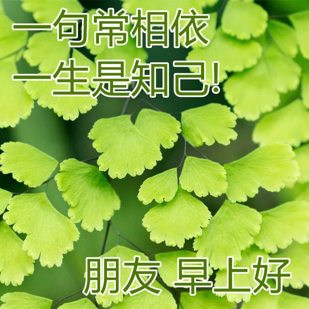 原創最好看的早安問候圖片日常暖心早上好祝福