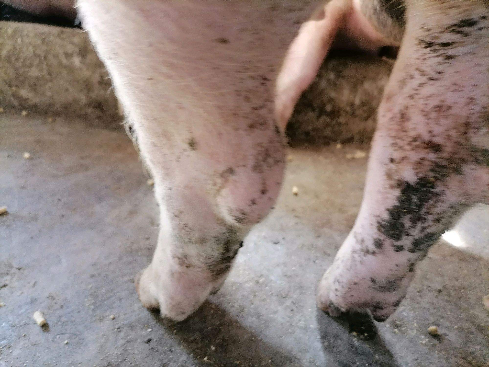 这样就可以解决猪的链球菌型关节炎了