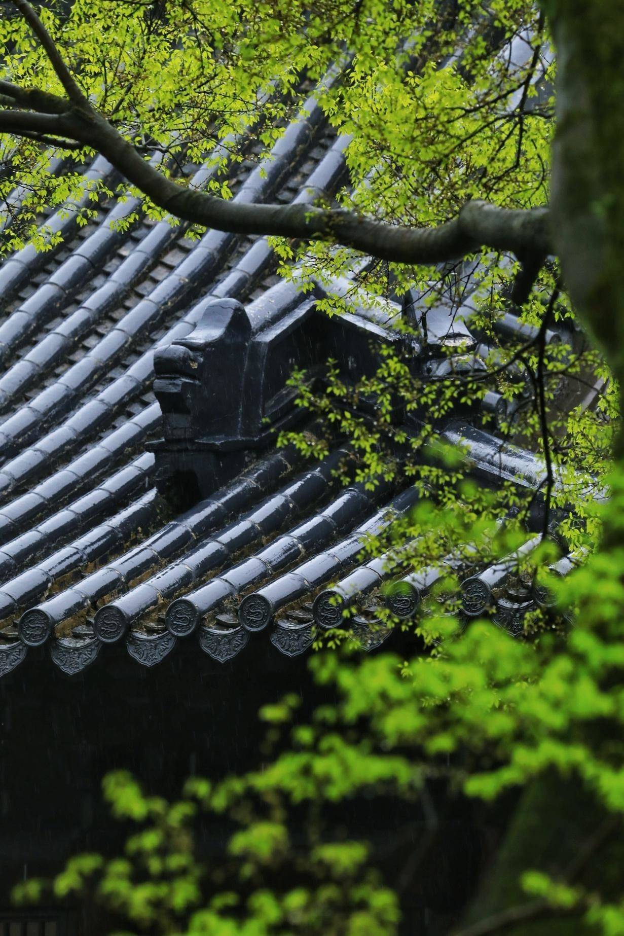 春分逢春雨一城春色美如詩畫