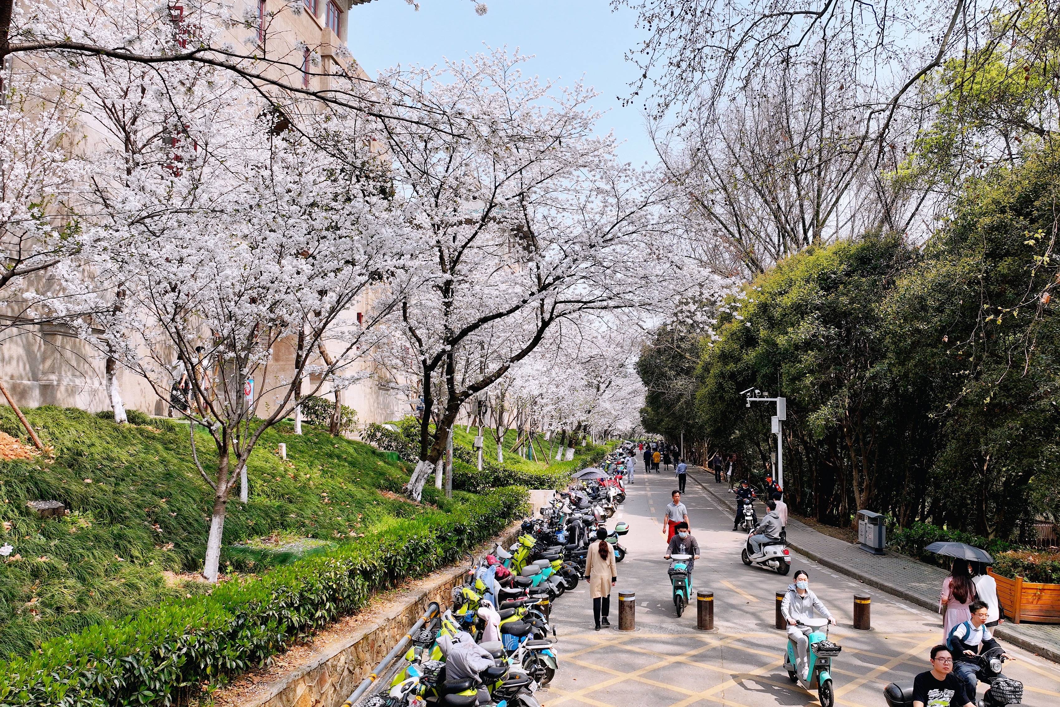 建筑|武汉大学樱花盛开，这座百年学府充满了静谧和唯美，宛如童话世界