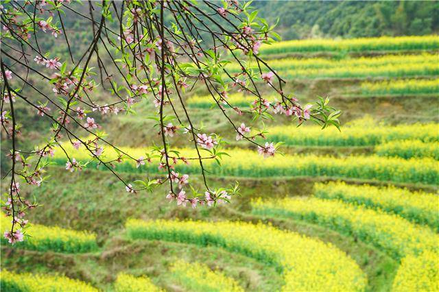 菜花|春天赏花来婺源，这个古村落始建于明朝，三月一到就美成了一幅画