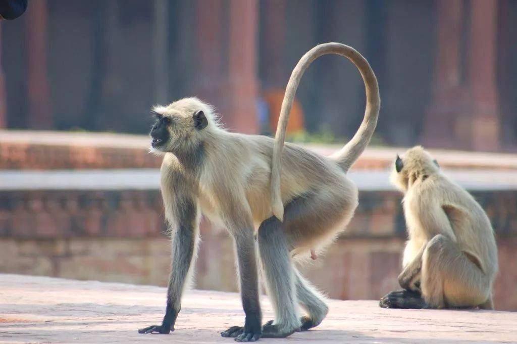 印度猴子敬礼图片