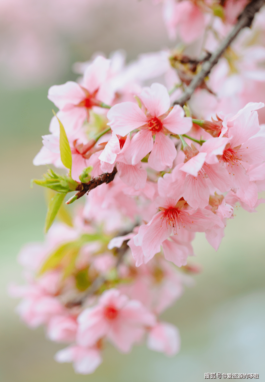 广州春天又粉了来这2个地方拍绝美樱花大片