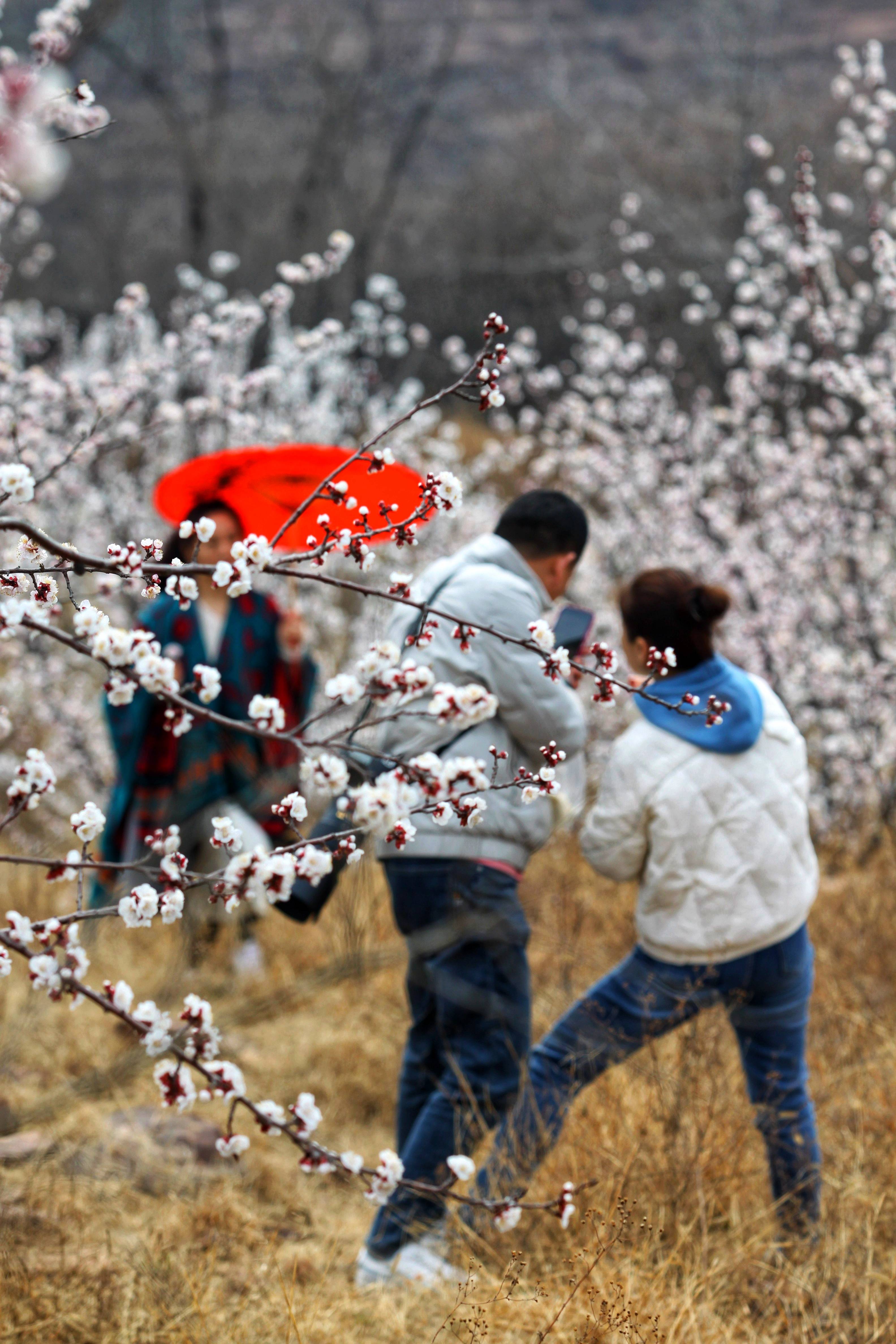 春暖花开||邢台金泉山旅游生态园的杏花又开了!_刘秀_古战场_历史