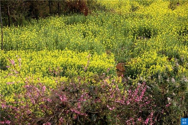 门票|罗平油菜花堪称东方大花园：满目金黄香百里，一方春色醉千山