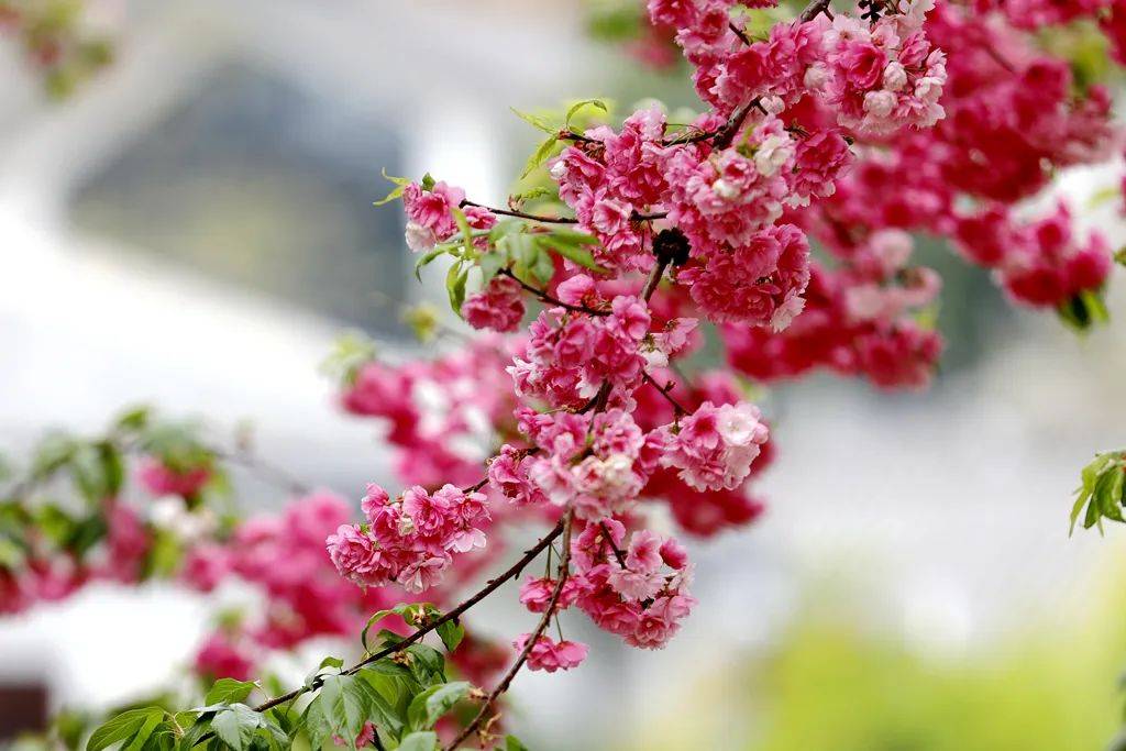 嫣红|腾冲花季丨海棠依旧、樱花烂漫