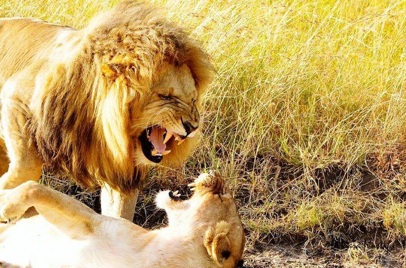 每天交尾可达50次 雄狮与雌狮交尾后 为什么会发生短暂打斗 狮子 狮群 倒刺