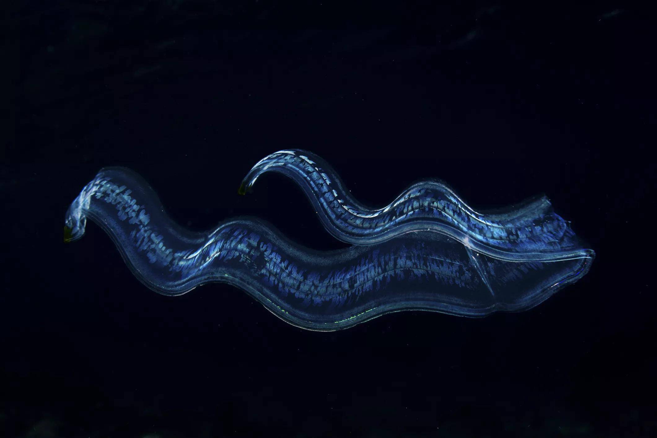 海洋生物梳果冻图片