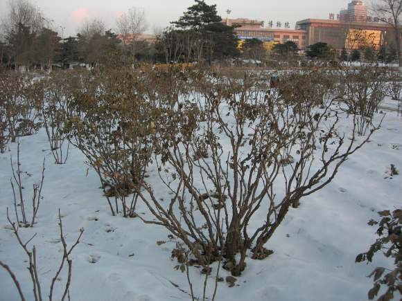 2000亩山地中川牡丹园,孕育出牡丹界的观赏新宠儿|树牡丹