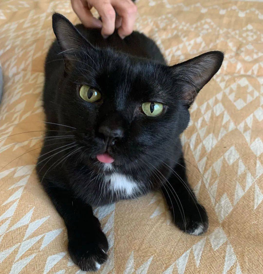 一只饿到皮包骨头的骷髅猫吓哭所有人被领养后帅哥你谁啊