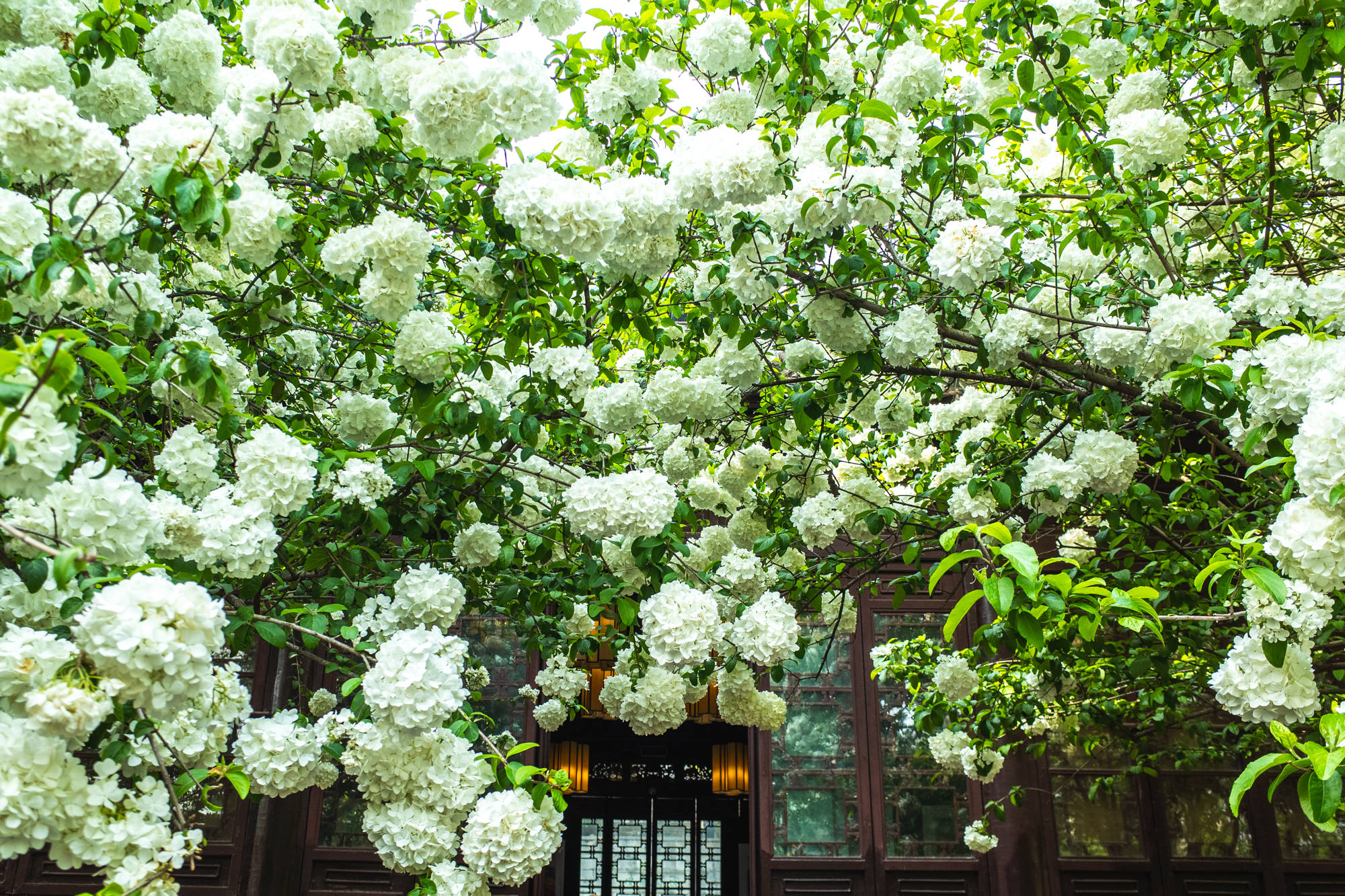 绿色|不知不觉，南京崇正书院的木绣球花要开了，希望4月可以正常赏花