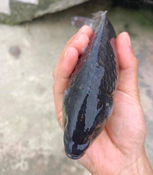 广东男子钓上“无眼怪鱼”，网友好奇：没有眼睛，它是怎么吃钩的