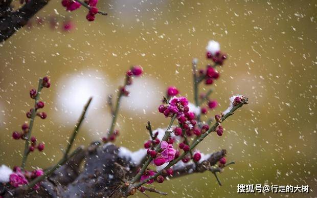 咏雪知什么成语_等什么君(2)