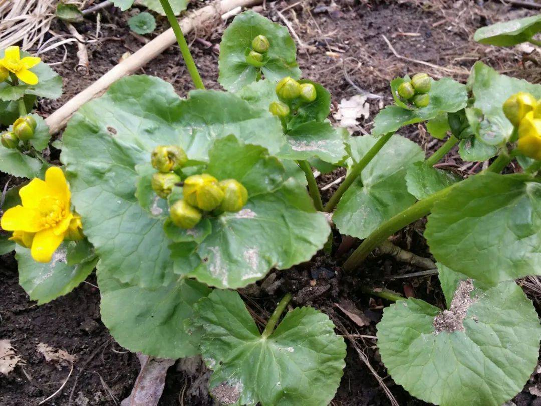 农村一种苦味野菜长得像驴蹄全株还有毒但煮汤却除风散寒