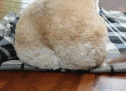 大象老虎屁屁摸不得，但ta的可以，不过不能贪摸哦！