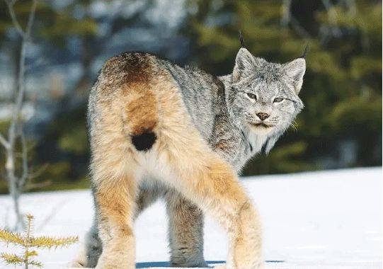 大象老虎屁屁摸不得，但ta的可以，不过不能贪摸哦！