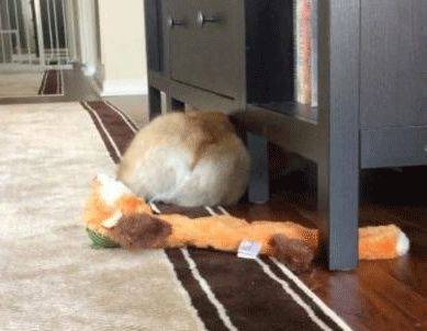 大象老虎屁屁摸不得，但ta的可以，不过不能贪摸哦！