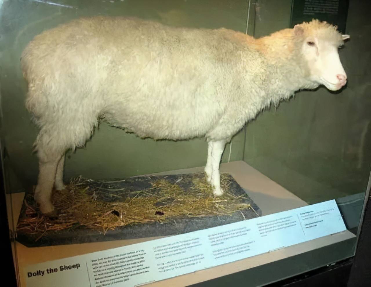 La oveja Dolly, el experimento que revolucionó la biología - JORNADA