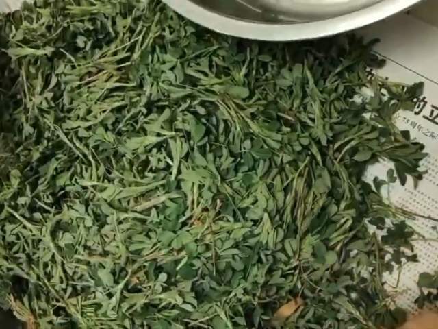 陕北人开春的第一顿美食 土豆燃苜蓿 陕北黄土高原 春分时节 上山