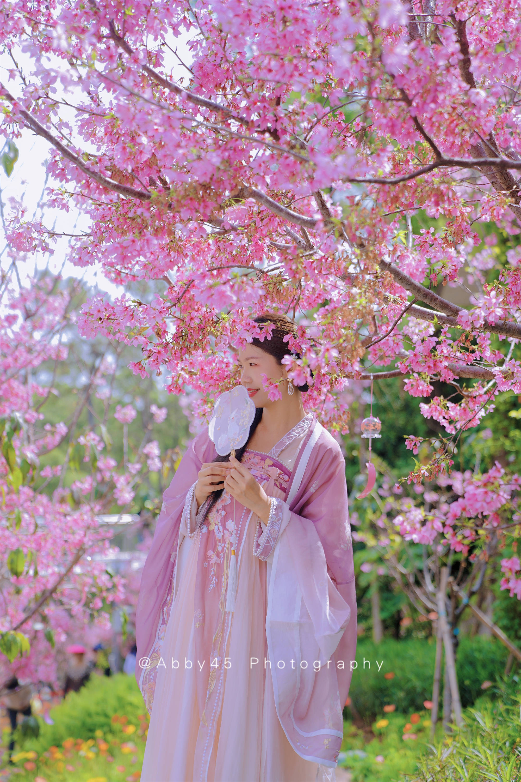 春游正当时，厦门“樱”你而美，海上明珠塔下的樱花谷花开正艳