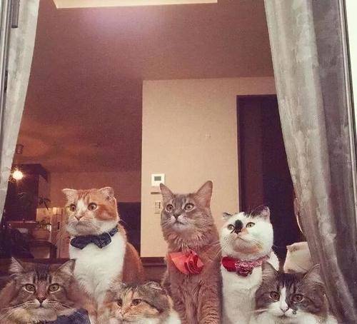 猫咪狸花猫对人表示“好感”有这些行为，宠主别不明白