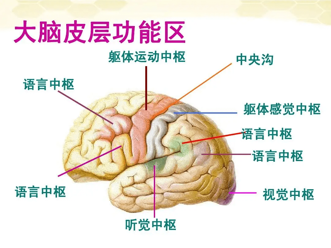 是什么决定了儿童大脑的发展