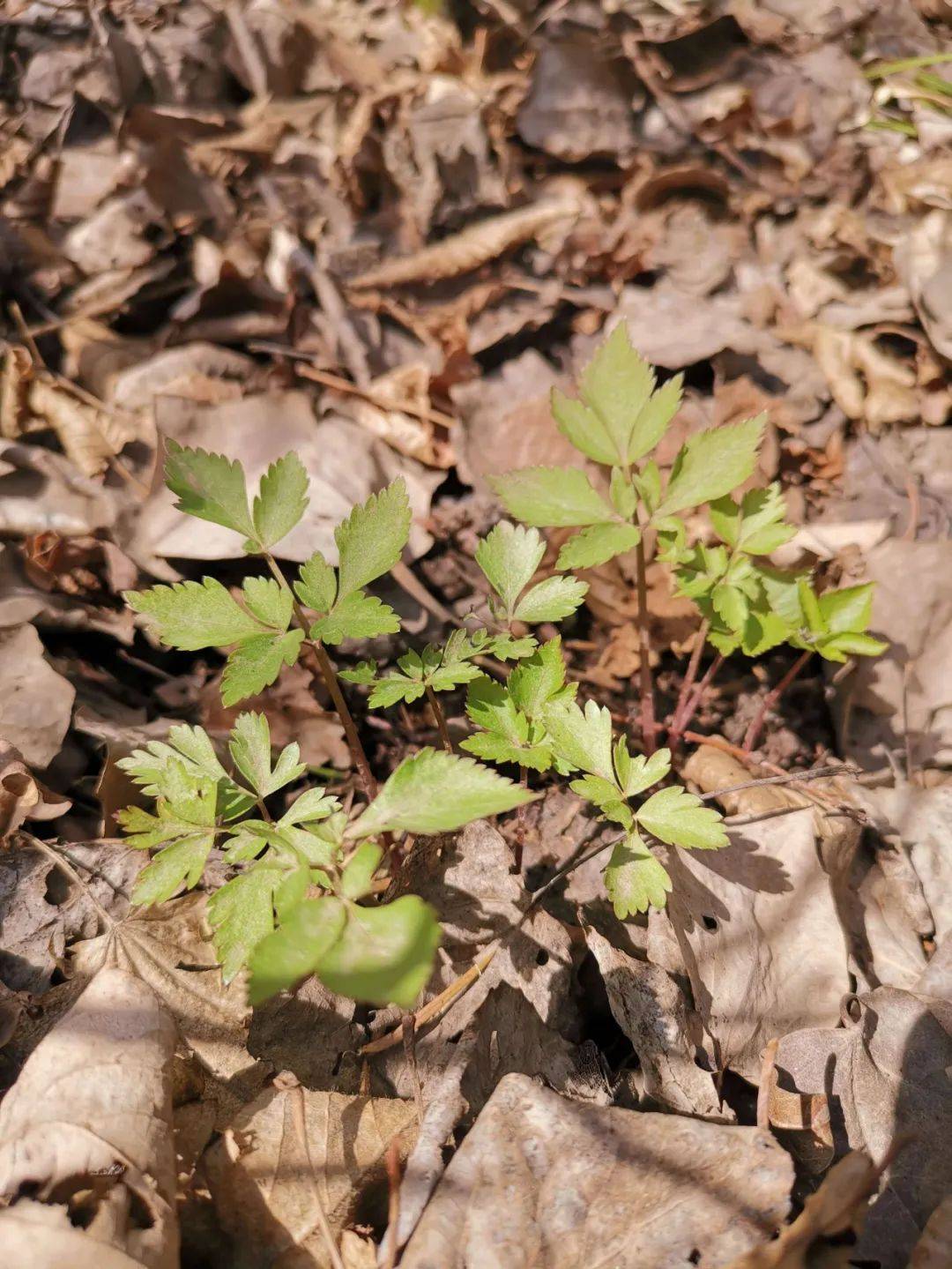 这野菜越早采越贵,头茬能卖50元/斤,包饺子特别好吃,唇齿留香