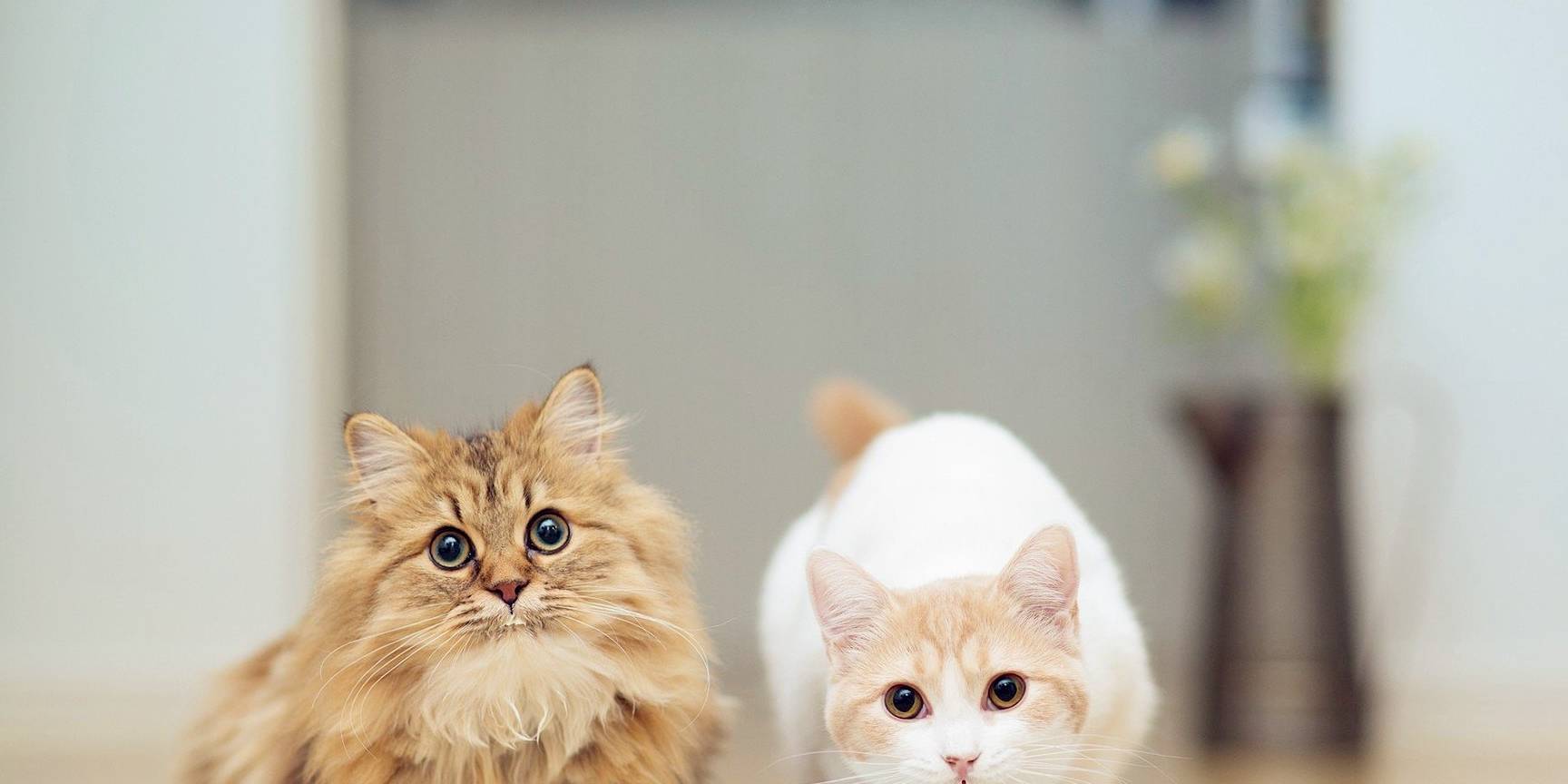 因为|想养猫，请“戒掉”这5件事，不然别轻易养猫！