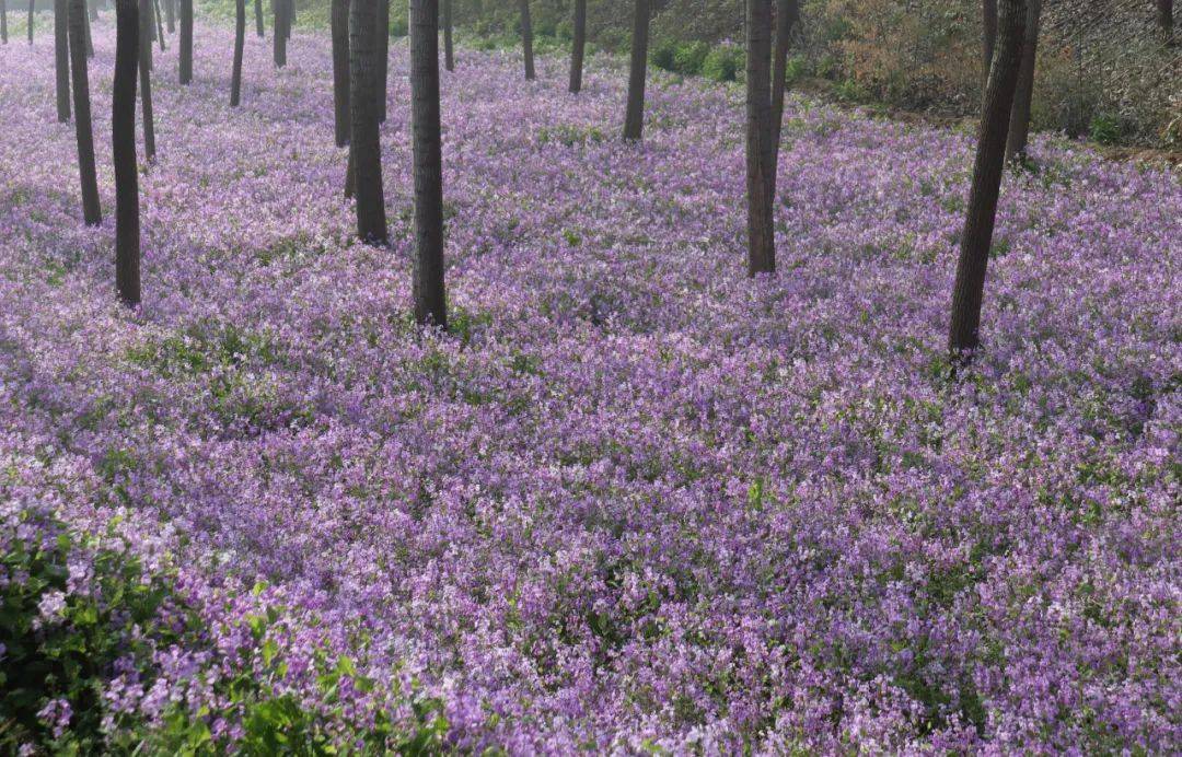 三门峡黄河公园烟雨湖畔二月兰盛放紫色花海醉游人