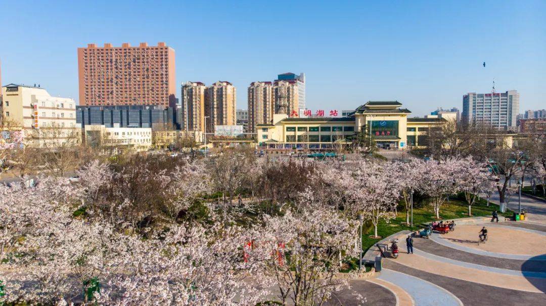 五龙潭|粉了粉了！济南春日限定樱花美景来啦~