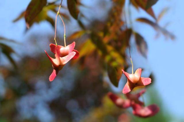 农村一种植物,人称"金蝴蝶",果实酷似"蝴蝶",做盆栽很美观_是一种