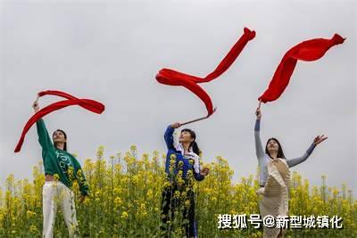 油菜花|荒山变梯田 梯田变花园