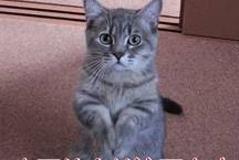 因为|猫咪这6个“恶习”不能惯，不然长大就更坏了！