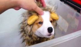 都跟柯基:不要被我们可爱的外表所欺骗,没事也看看我们的内在