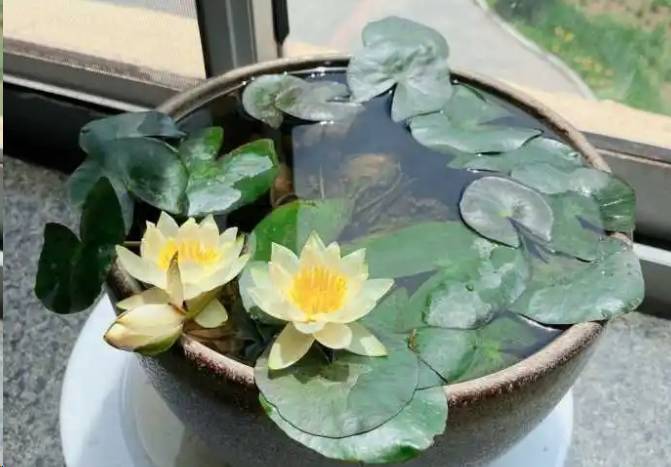 蓝妖:水养睡莲的养殖方法,这样种,不浑水乐趣多还花开不断