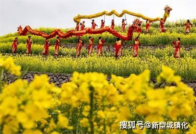 油菜花|荒山变梯田 梯田变花园