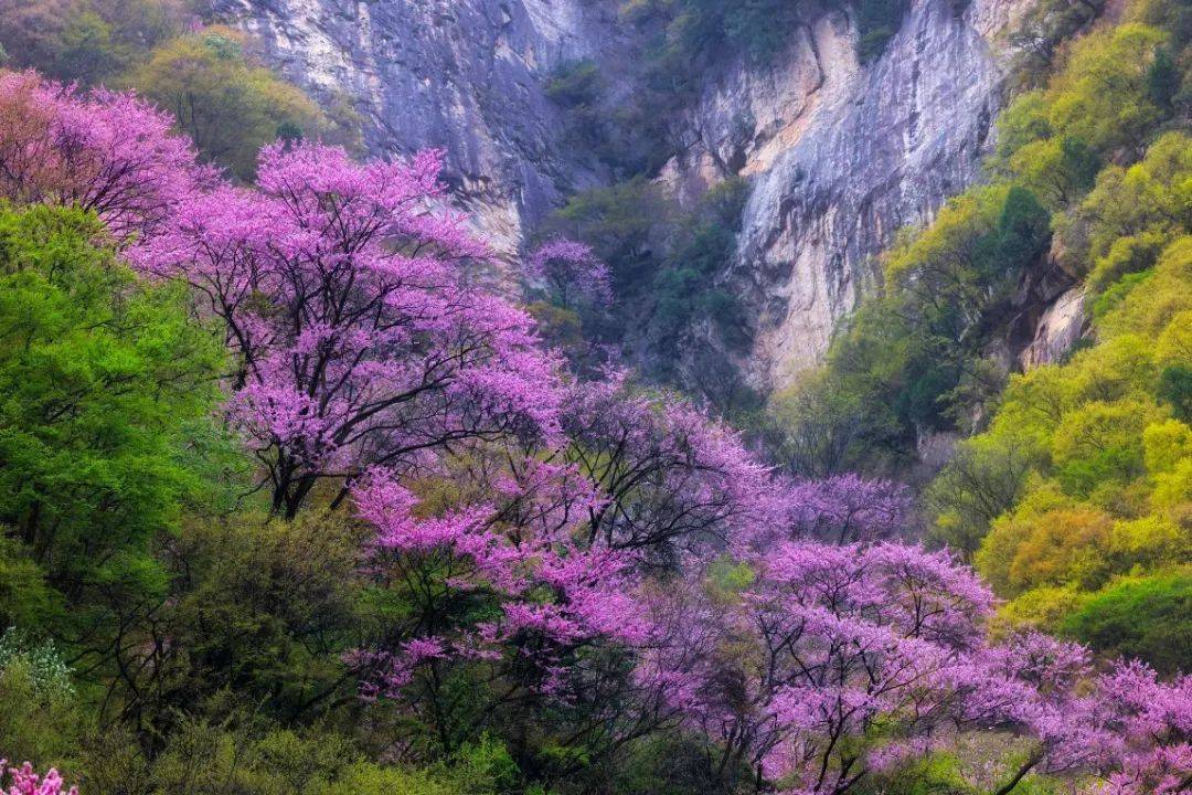 世间|走进秦岭赏万亩紫荆花海，相约太平世间美好与你环环相扣