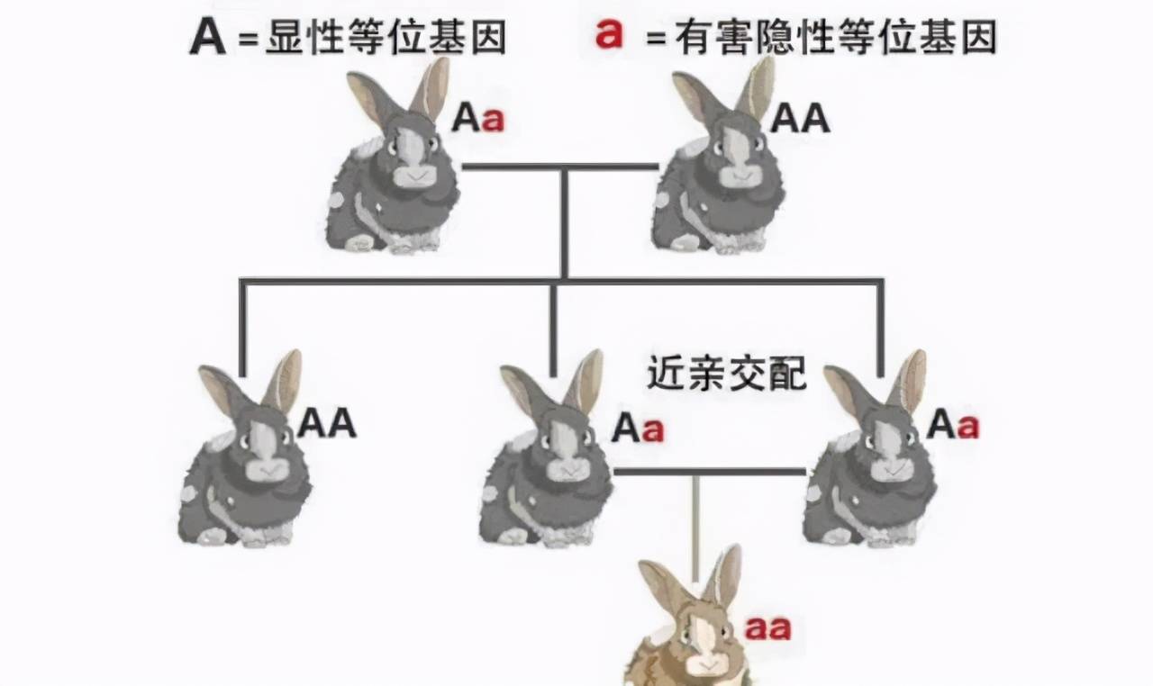 极端情况下,近亲繁殖可以维持种群,为什么大自然不允许?