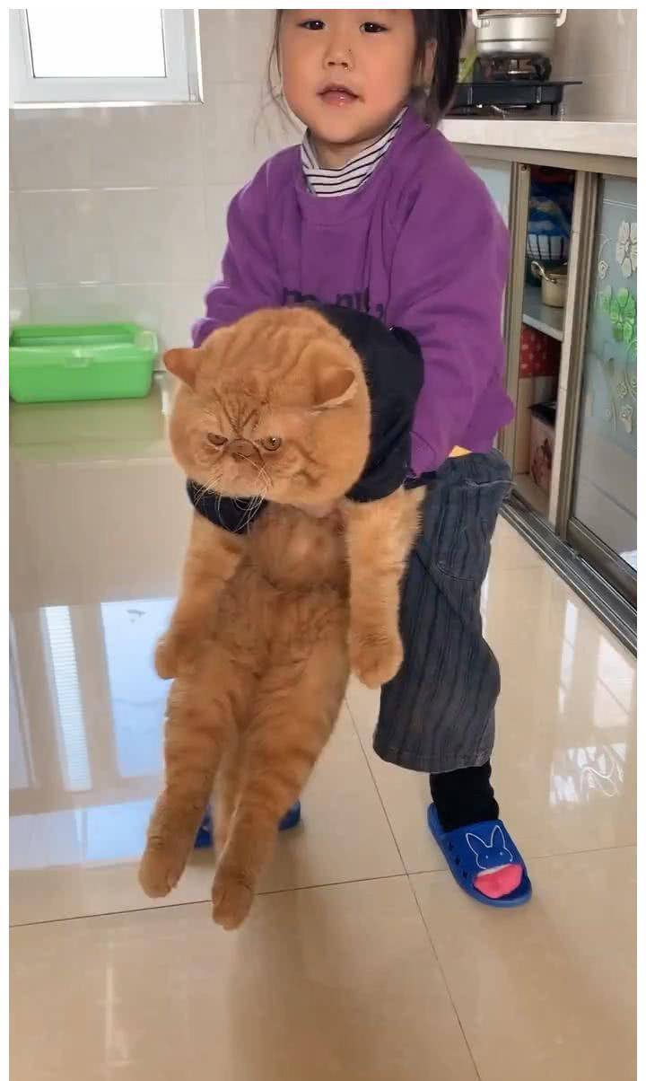 因为加菲猫为什么越来越多人养？网友：养了之后就不想换猫了