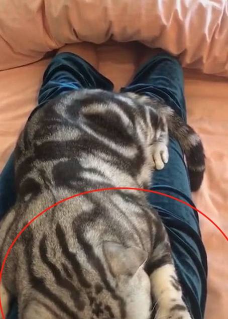 猫咪肥猫趴在女主人身上睡着了，被强行叫醒后，它的反应哭笑不得！