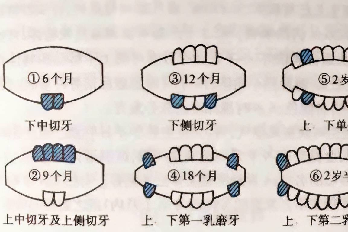 婴儿的牙龈正常图片（宝宝长牙时的症状）-幼儿百科-魔术铺