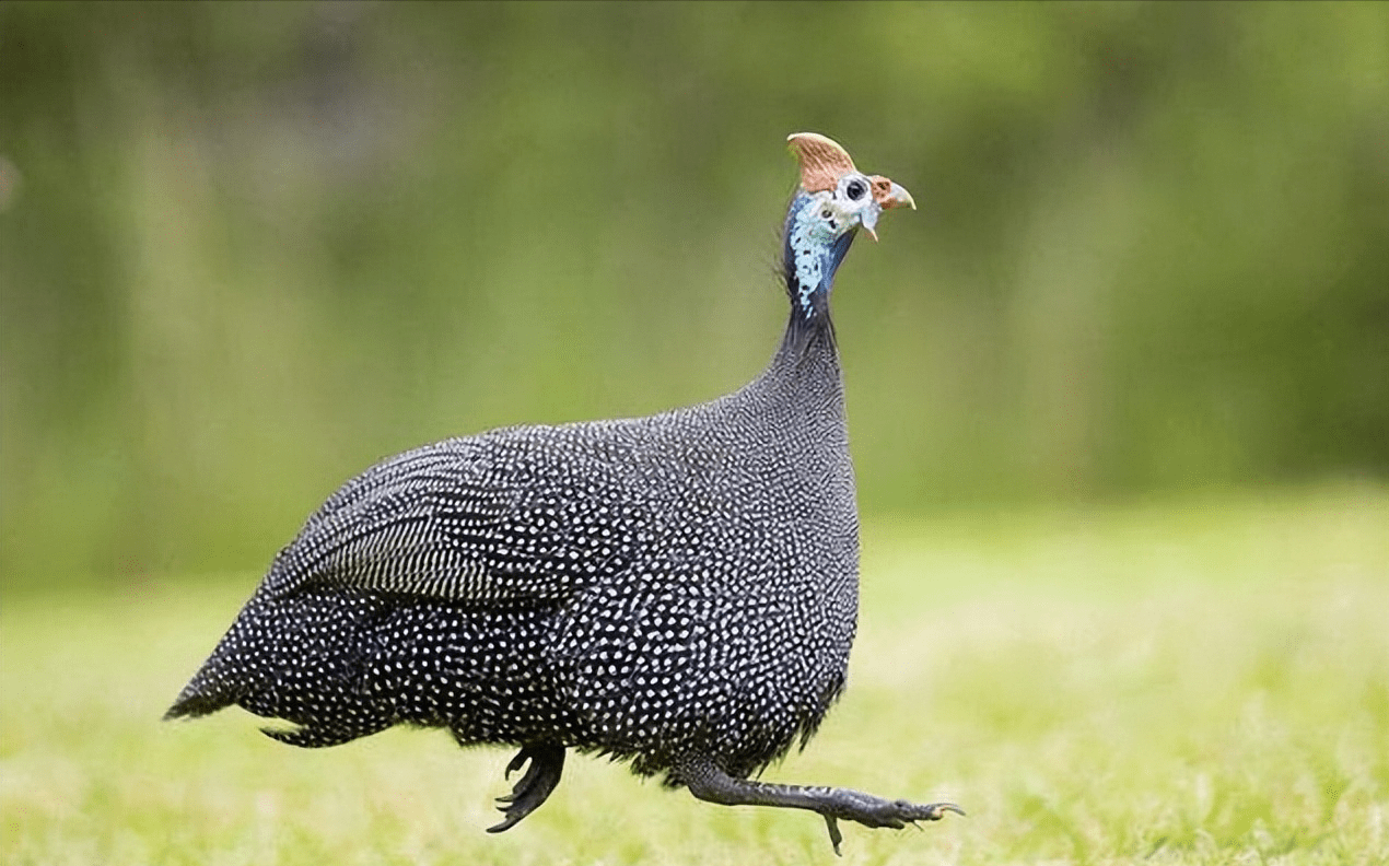 您好我们是黎江村珍珠鸡