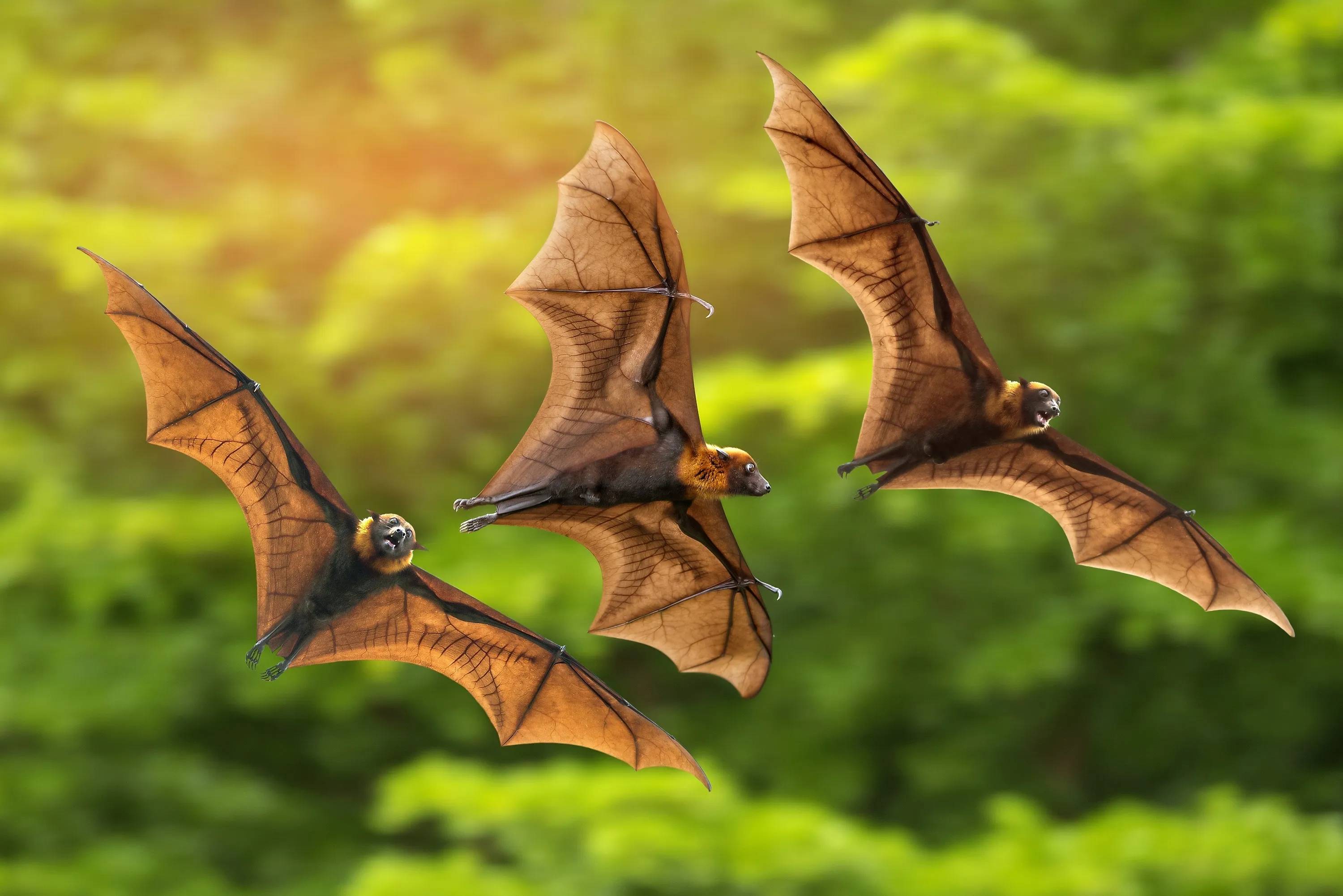 能够携带数十种病毒蝙蝠(学名:chiroptera)是脊索动物门,哺乳纲下的