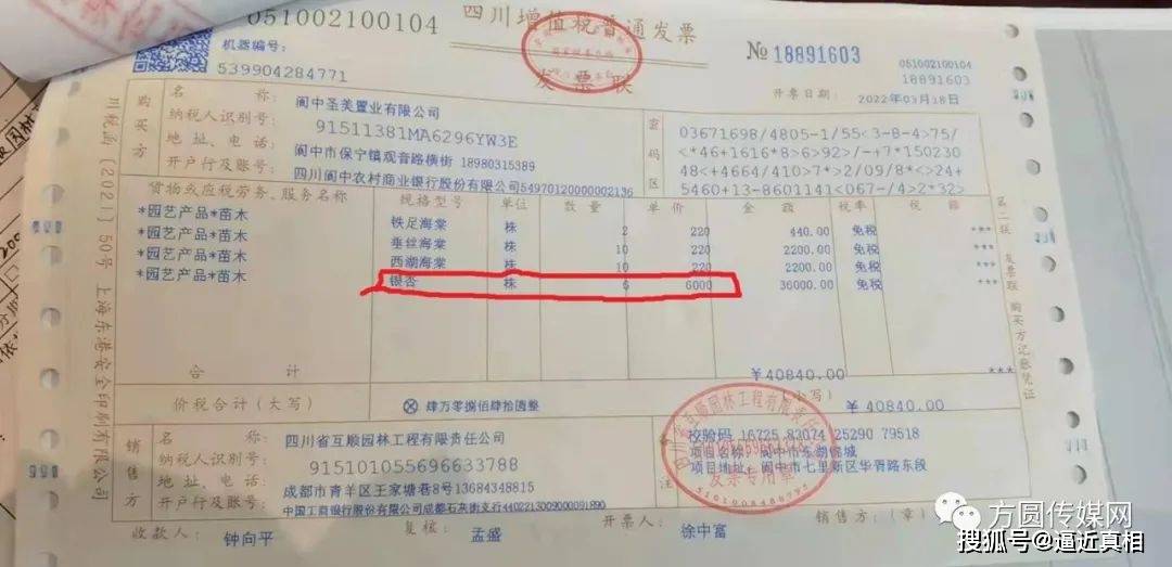 据开发商透露,他们将那棵断头梧桐树重新换回后遭遇购房业主强烈反对