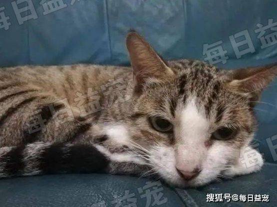 猫咪为养一只流浪猫，她努力“谋划”大半年，结果却出乎意料